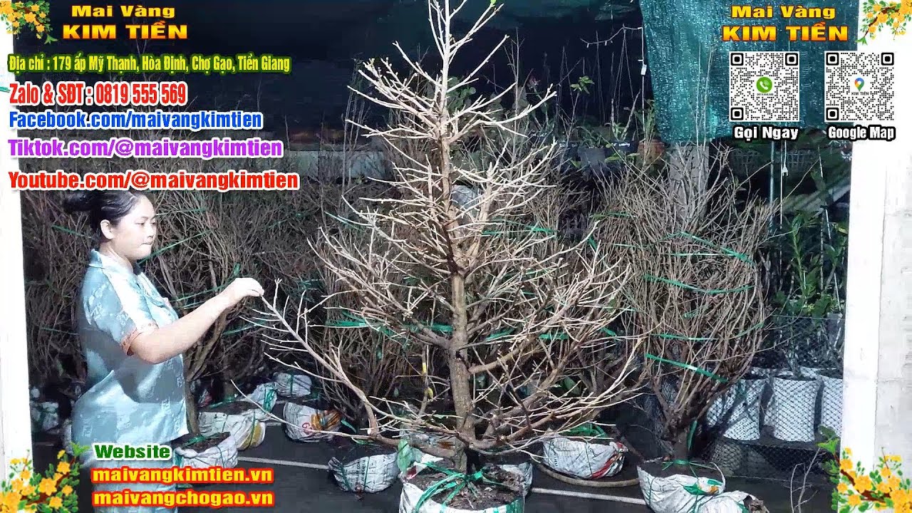 Mai Vàng Nhiều Nụ Đón Tết Bao Ship Toàn Quốc - Mai Vàng Kim Tiền Chợ Gạo