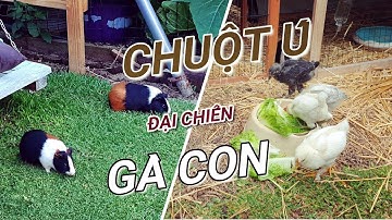 Nuôi Bọ Ú Làm Thú Cưng | Bọ Ú Đại Chiến Gà Con