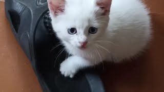 Cute kitten, what are you doing?#respect #funnycat #tiktokvideo #funny #video