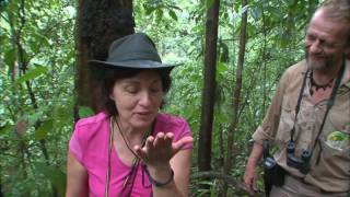 Au delà des voyages  Guyane, pays de forêt et d'eau