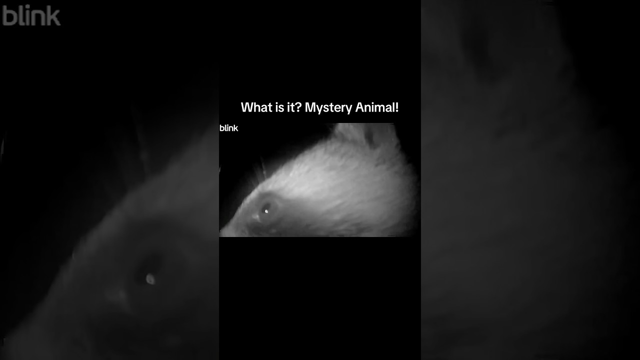 Mystery Animal Caught on Camera; what is it! 