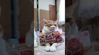 豆猫 PEAS ピーズ キャットリター オリジナル 7L (81788) えんどう豆