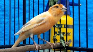 Spanish Timbrado Canary Singing