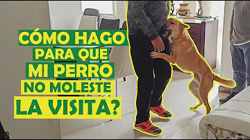 ¿Cómo puedo educar a mi perro para que esté tranquilo cuando vienen visitas?