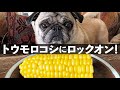 爆笑！　大好きなトウモロコシにかぶりつくパグ。でも顔のお肉が…【動画でもお茶目っ子日記】