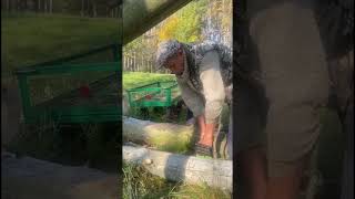 Скоро снег пойдёт! #vlog #деревня #nature #village #дрова #зима #животные #shorts #short #shortvideo