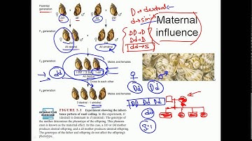 Maternal inheritance