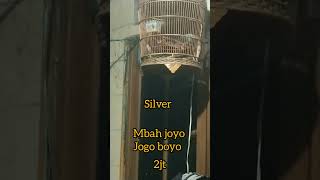 perkutut silver mhah joyo(jogoboyo)