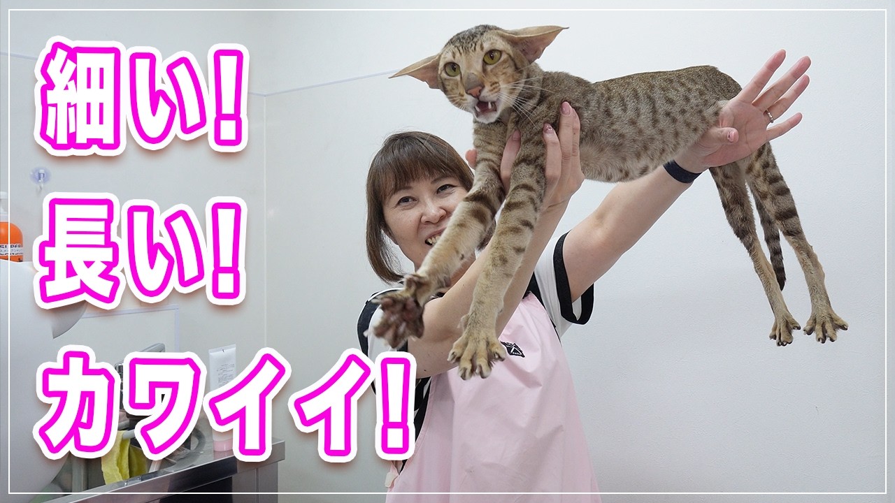 【ストラーダちゃん】耳がダンボすぎて飛べそう、体まで細長いレア猫種を初公開、なぜかみーちゃん先生が触ると一瞬で大人しくなる不思議【オリエンタルショートヘア】