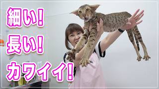【ストラーダちゃん】耳がダンボすぎて飛べそう、体まで細長いレア猫種を初公開、なぜかみーちゃん先生が触ると一瞬で大人しくなる不思議【オリエンタルショートヘア】