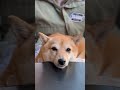 豆柴つくね店長の日常。#shorts #dog #cute #shibainu