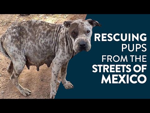 वीडियो: एचएबीआरआई रिसर्च कुत्ते के मालिकों को ईमेल ढूंढता है और अधिक व्यायाम करता है