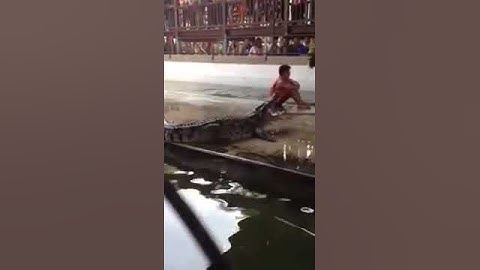 Người làm xiếc với cá sấu bị giật mình