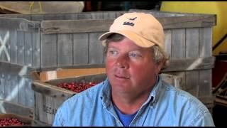 Bog Harvest 2012 - Nantucket Conservation Foundation