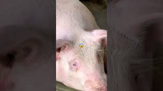 #smalltown #indiana #travelvlog #muncie #pigs #piggery #provincelife #province #trip #farmer