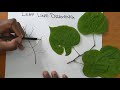 contour line leaf drawing tutorial