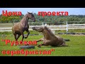 Цена проекта "Русская серебристая"