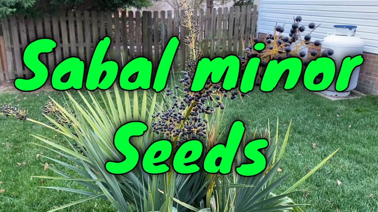 Dwarf Palmetto (Sabal minor) Seed Harvest