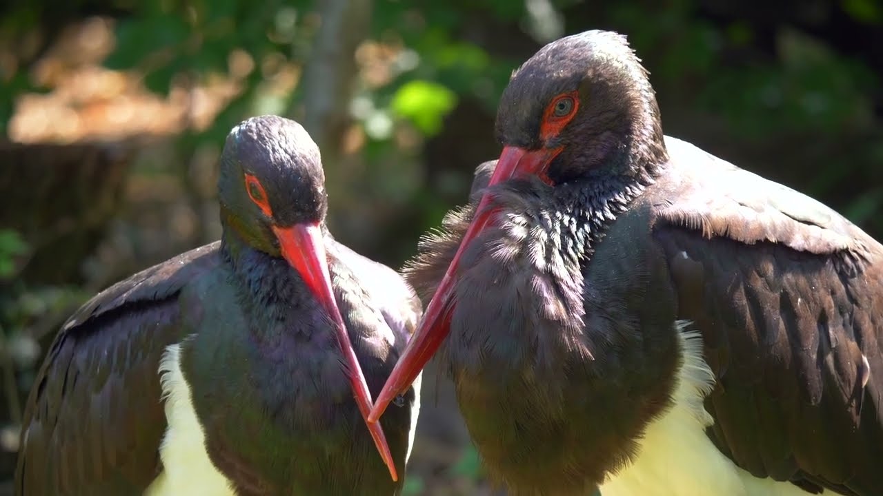 Stork, black stork, bird free stock video  Free for use & download