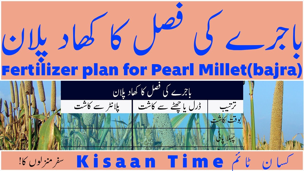 Bajra ki kasht bajra ki fasal Bajre ka khaad plan  باجرے کی کھاد کا پلان  kisaan Time کسان ٹائم
