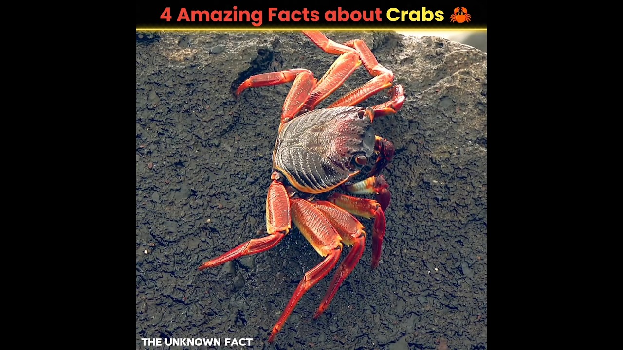 4 Amazing Facts about Crabs 🦀 | crabs facts, interesting facts 