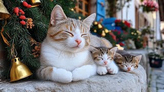 12 Hours Of Calming Music for Cats 🐈 Soft Nighttime Music 🎵 Relaxing Cat Sleep 😴 Cat TV No Ads