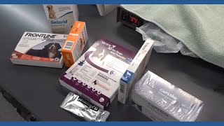 Flea-Borne Typhus Cases Rising In Southern California, But Remain Low In San Diego