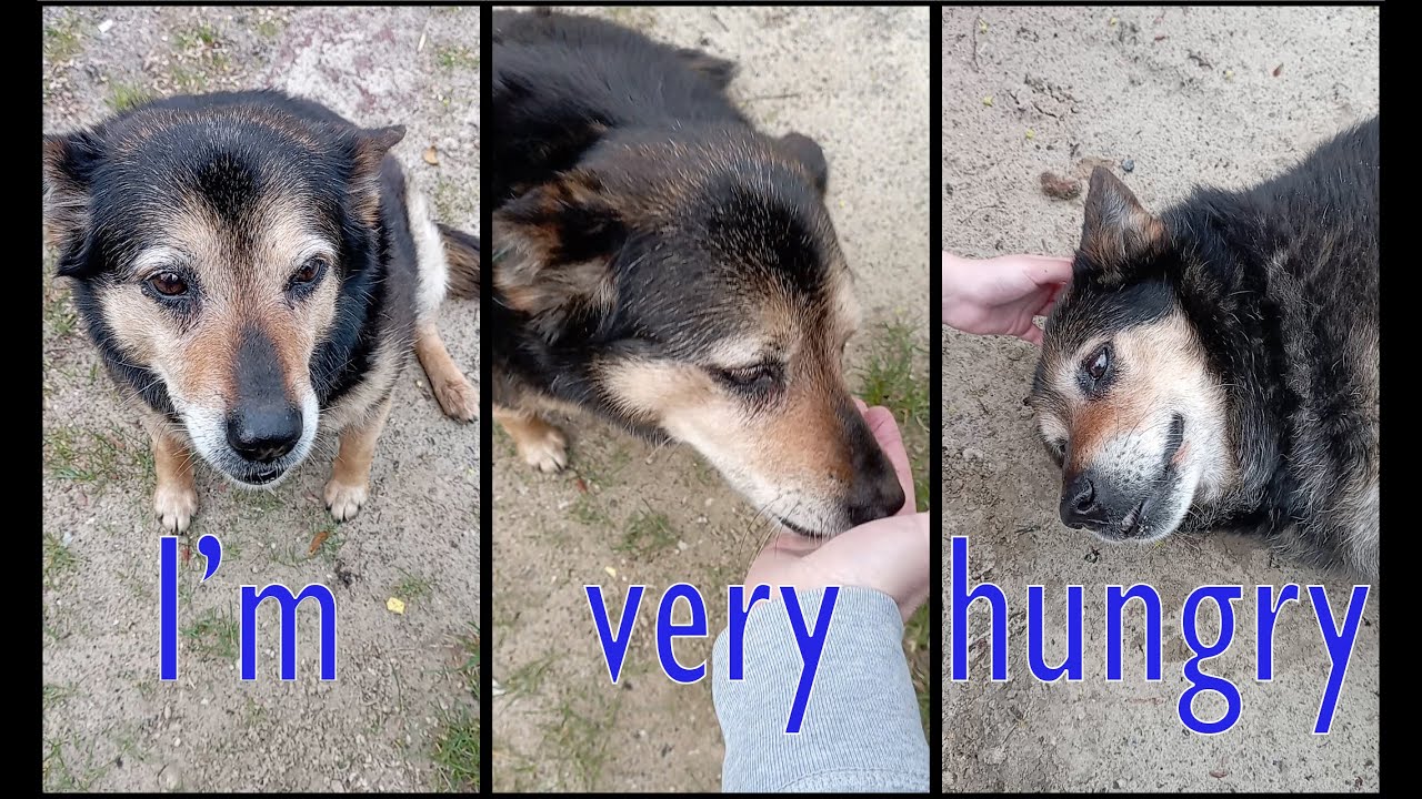 Feeding and petting a stray dog 🐶🙏 YouTube