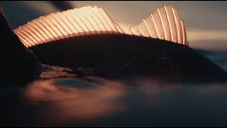 Wintertime Redfish Strategies and Baits | Flats Class