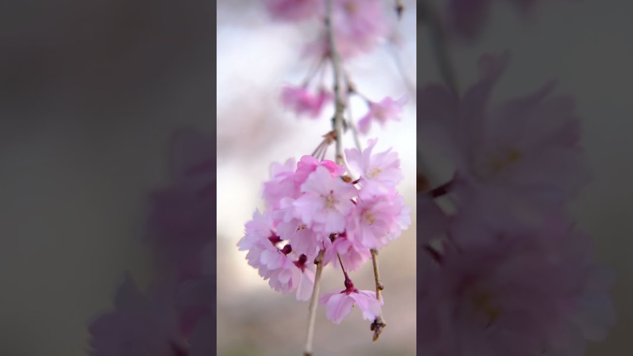 刺しゅう布 『刺し子 花ふきん 布パック 水辺の桜 (藍) H-236