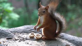 Белка ест грецкий орех / Squirrel eats a walnut