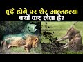 आखिर शेर बूढा होने पर ऐसा क्यों करता हैं? | Last Moment of Lion's Life 🥺