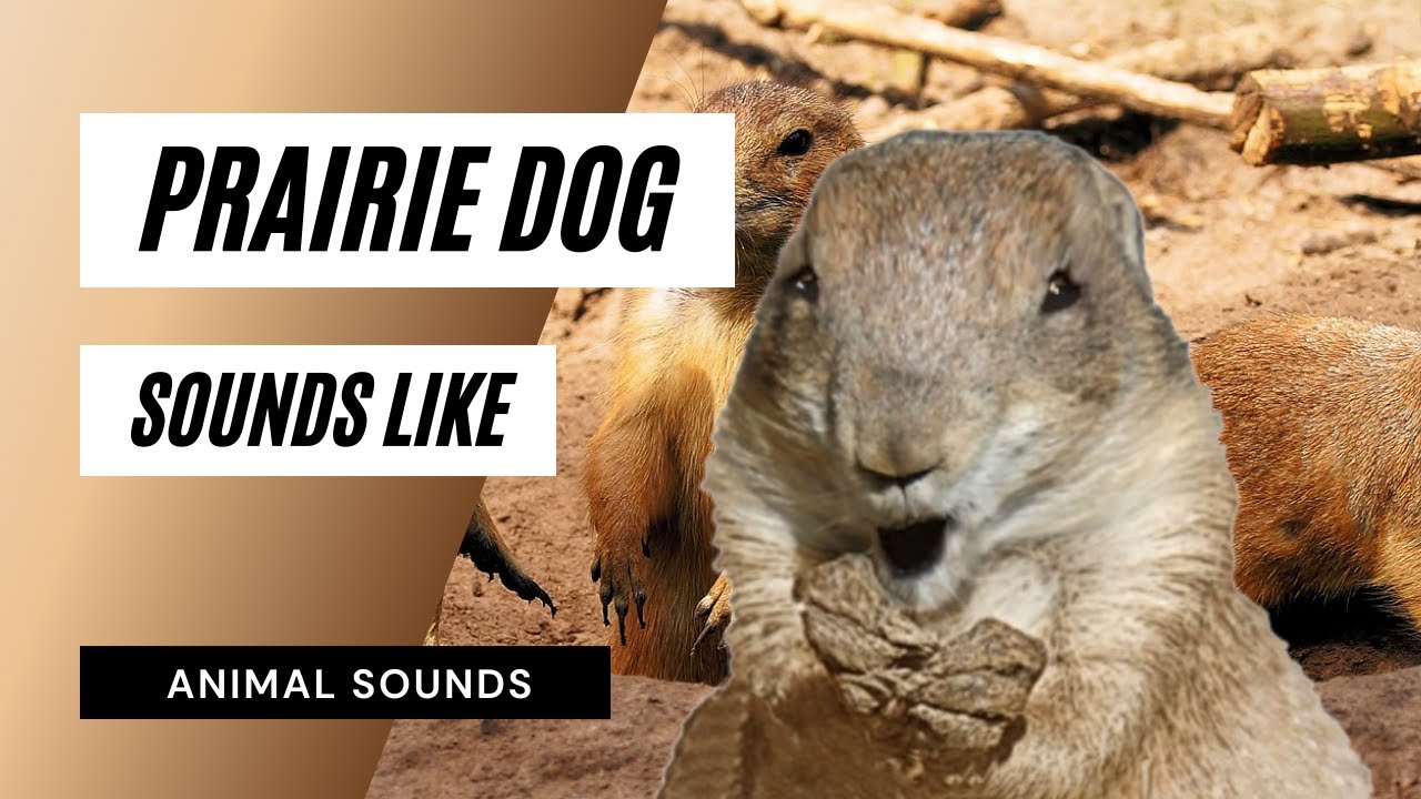 do prairie dogs make noise