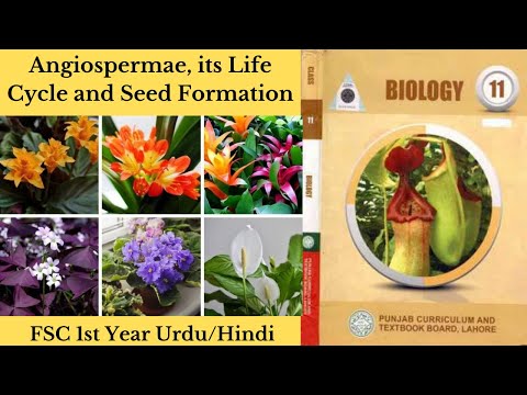 Angiospermae, its Life Cycle and Seed Formation FSC 1st Year Chapter 09 in Urdu/Hindi