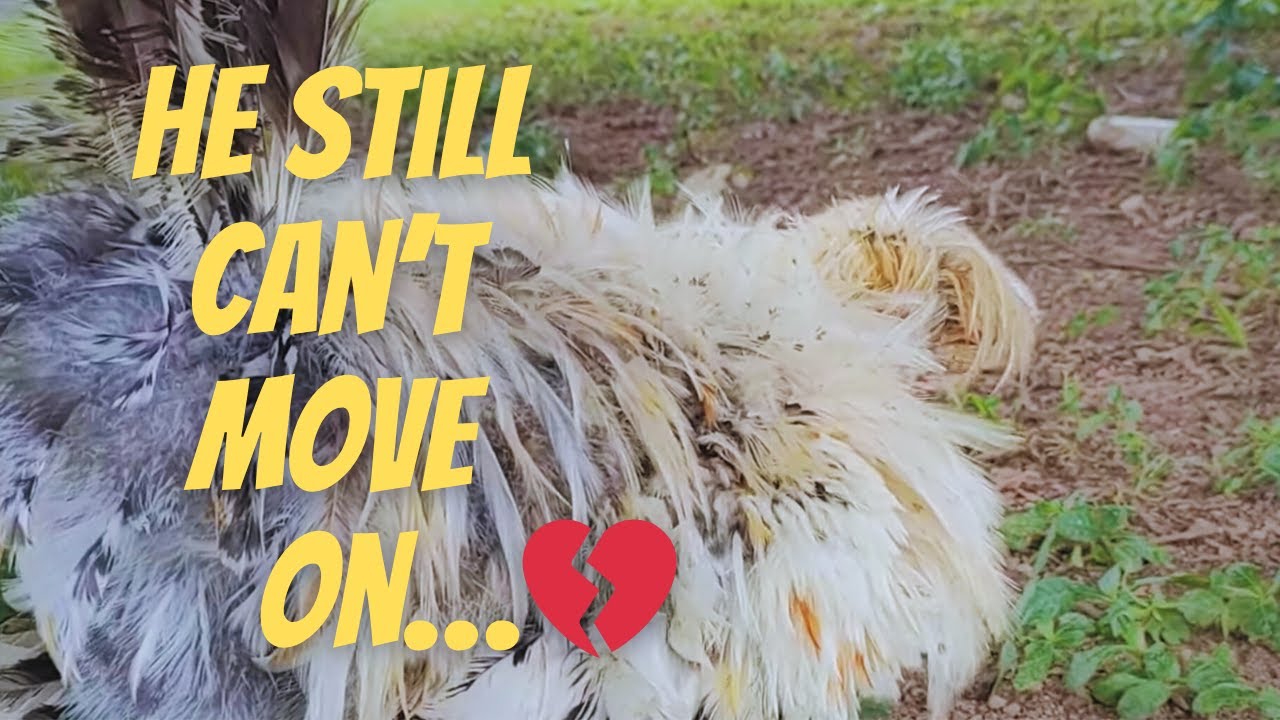 Day 2 of Chicken Heartbreak – He Still Can’t Move On 😢🐔失恋2日目💔まだ立ち直れない鶏