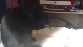 Cat plays with own moving mouse toy screenshot 5