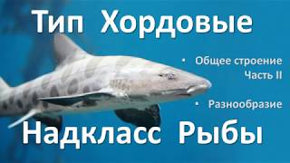 11.3 Рыбы часть II (7 класс) - биология, подготовка к ЕГЭ и ОГЭ 2019