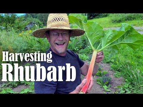 วีดีโอ: Rhubarb เก็บเกี่ยว - จะบอกได้อย่างไรว่าผักชนิดหนึ่งสุกแล้ว