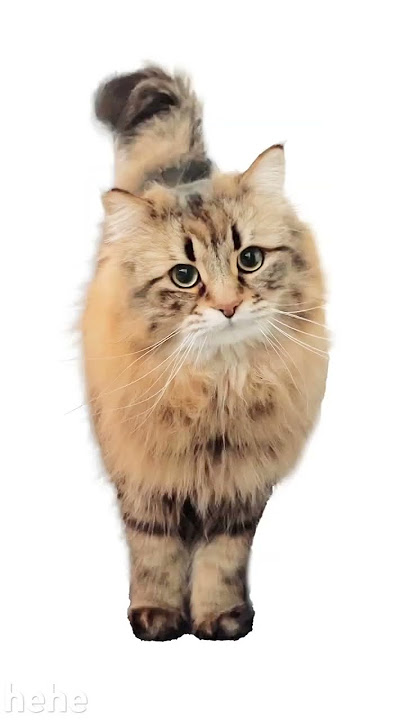 wleee  #fyp #fypシ゚viral #kucing #memes #pets