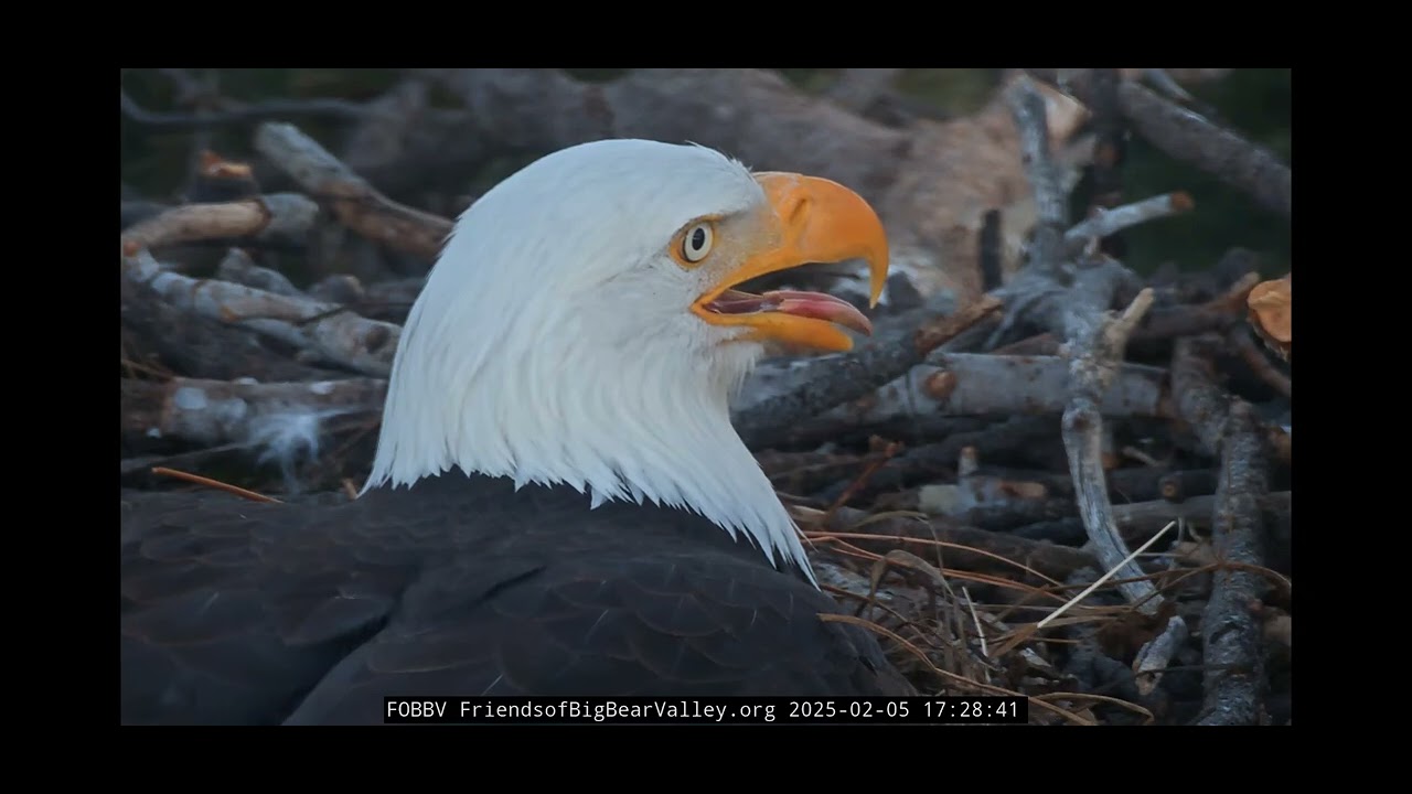 2.5.25 SHADOW PUTS A FISH ON JACKIE'S BACK TO COAX HER OFF THE EGGS 🤭 FOBBVCAM