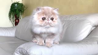 IT*Welcome Fool For You - pure persian by Welcome Cattery 1,038 views 3 years ago 17 seconds