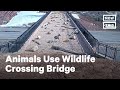 Animals use special bridge to cross busy highway  nowthis