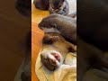 愛されてるなあ🥰#癒し動画 #癒しの動画 #カワウソ #otter