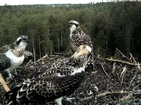 eesti energia Three osprey siblings in the nest, August 2012