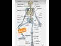 Bones Names of Human Skelton | Human Skelton | Sketch Of Human Body | Bones