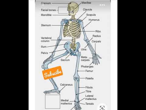 Bones Names Of Human Skelton  Human Skelton  Sketch Of Human Body  Bones