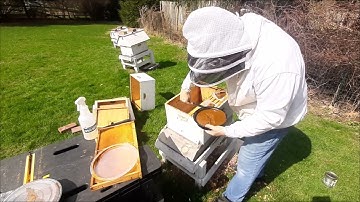 New Honey Bee Package Installation