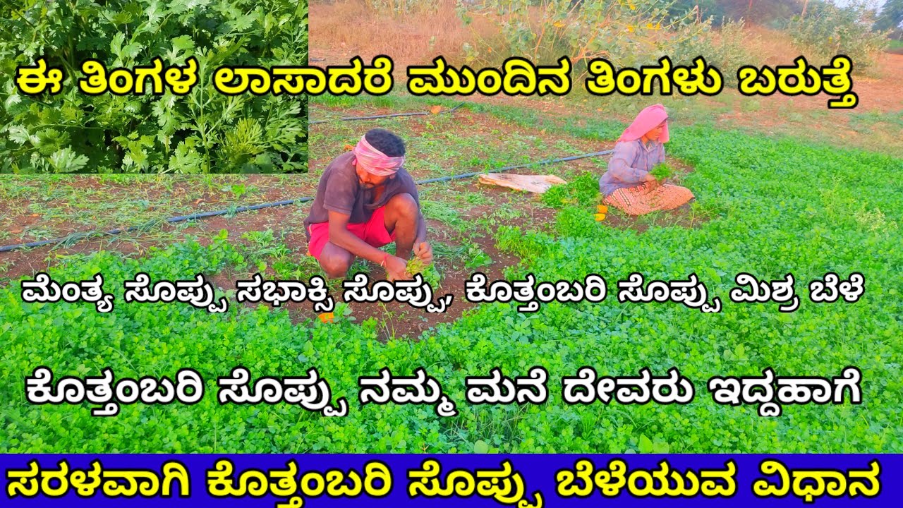 ಕೊತ್ತಂಬರಿ ಬೆಳೆಯುವ ವಿಧಾನ kottambari soppu beleyuva vidhana coriander
