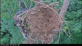 Eaglet 17 Falls off Nest When River Delivers Piece of Fish - May 23, 2023 - Dale Hollow Nest