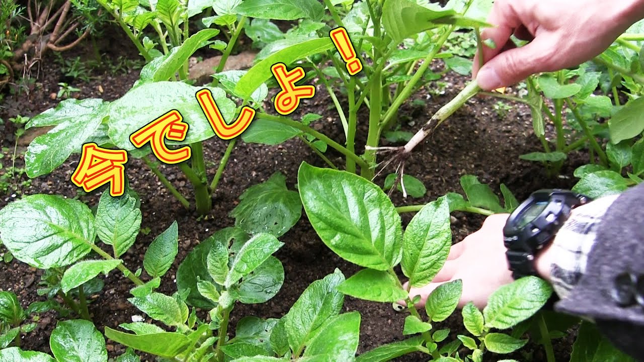 家庭菜園 ジャガイモの育て方 芽かき 4月 5月 Home Gardening Potato Plants A Month After Planting Youtube